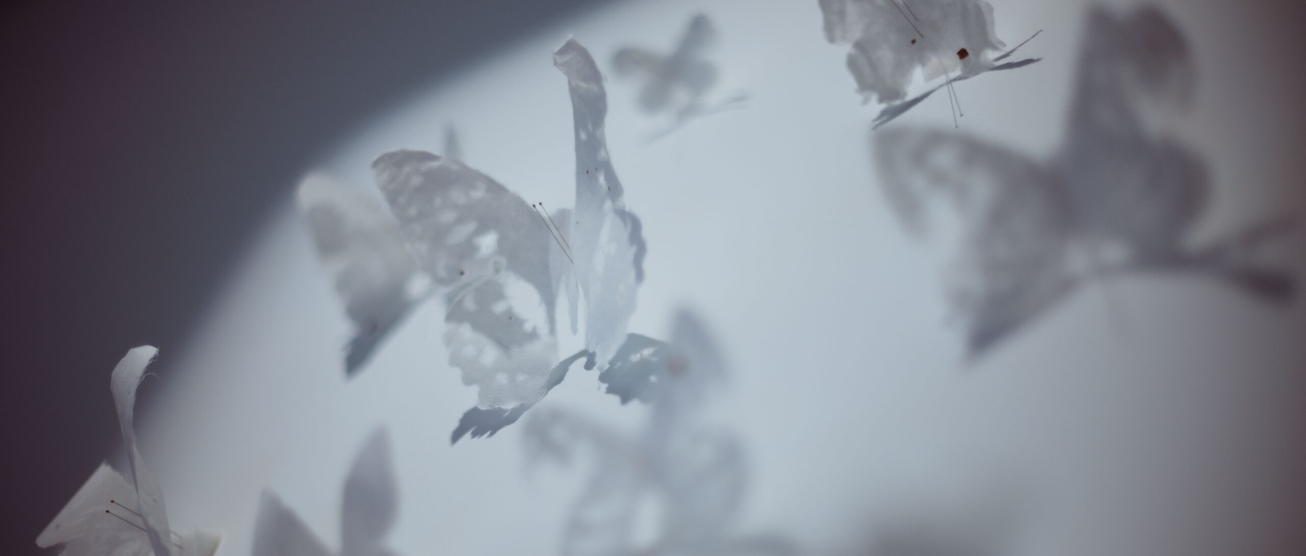 無華之境：楊忠銘個展 | 版創藝術 展覽FLORA of FORMOSA: Solo Exhibition of Yang Chung Ming